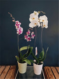 Orchidée - Phalaenopsis