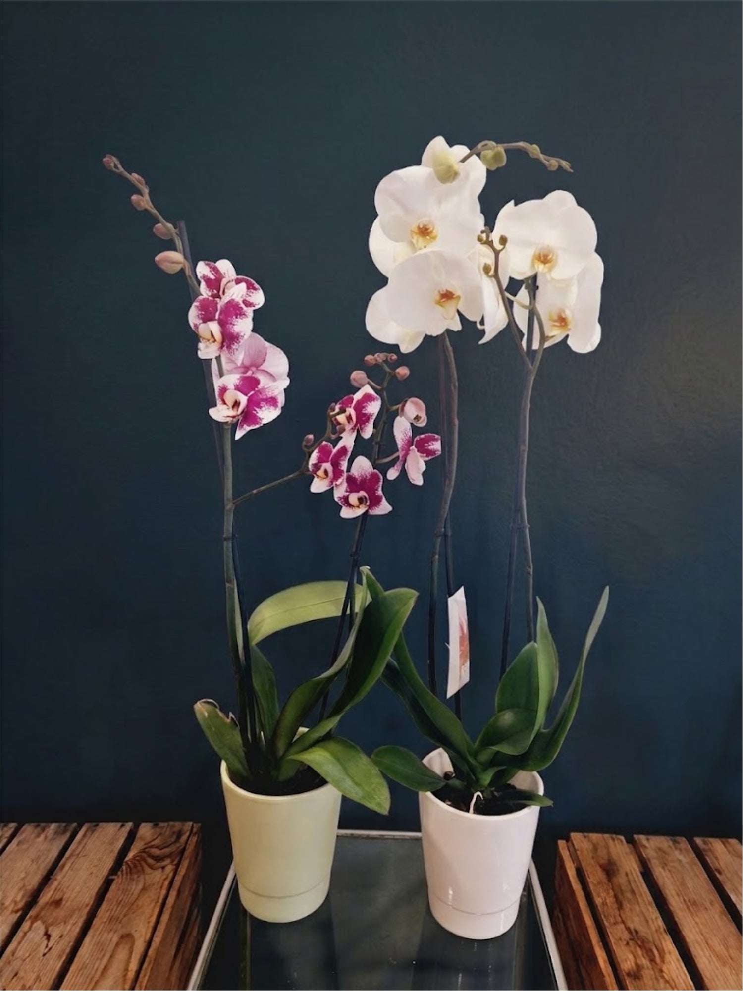 Orchidée - Phalaenopsis