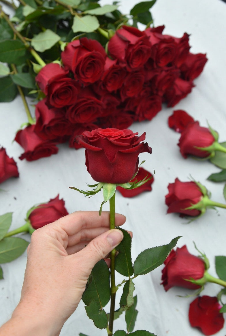 La rose rouge : "L'absolue"