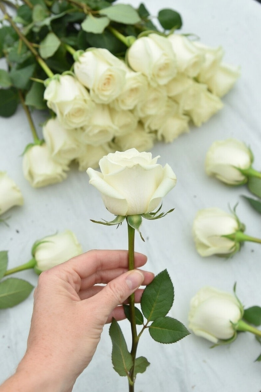 La rose blanche : La pureté